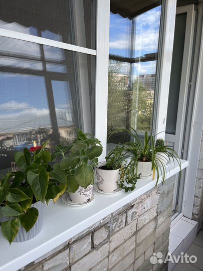 Комнатные цветы