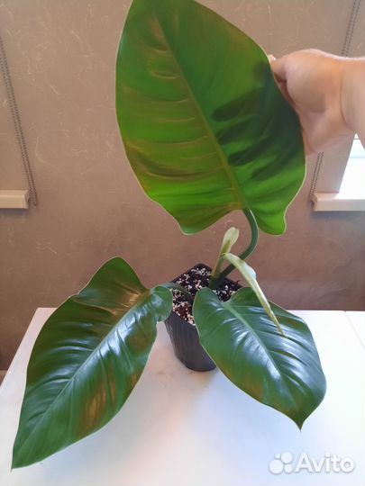 Алоказии, антуриум, филодендрон, сциндапсус