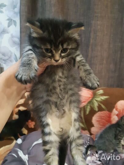 Маленькие детки.в добрые руки