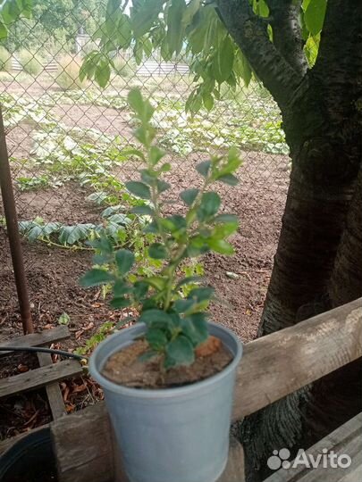 Саженцы самшита