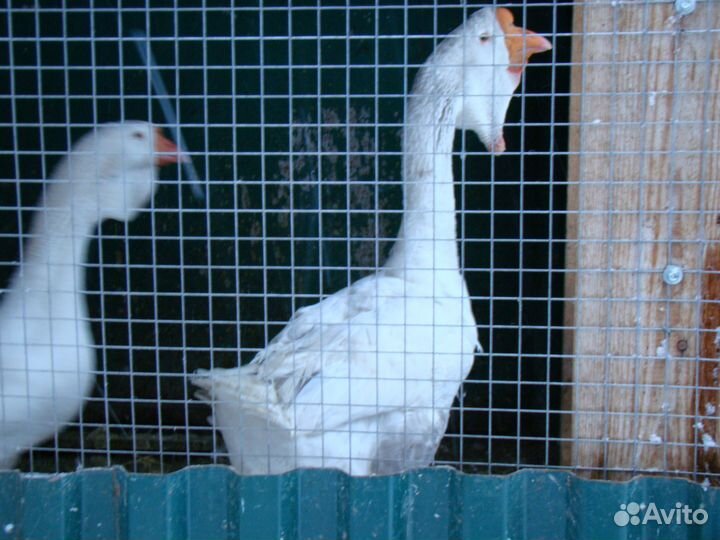 Холмогорские гуси