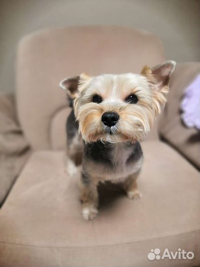 Йоркширский терьер Вязка