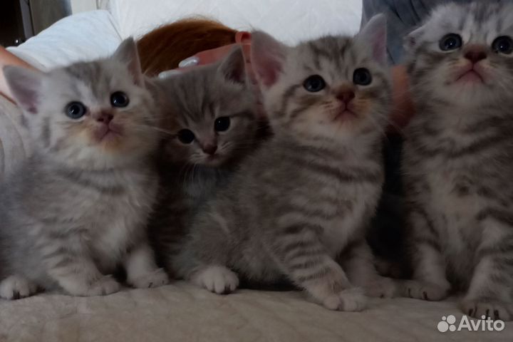 Шотландские котята