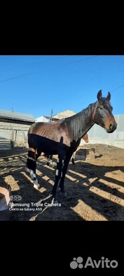 Жеребец и кобылка