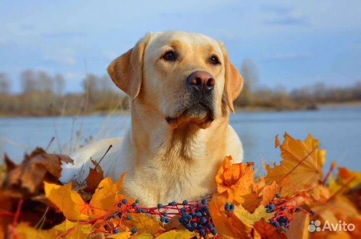 Щенки лабрадора ретривера