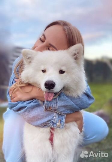 Аренда Самоеда