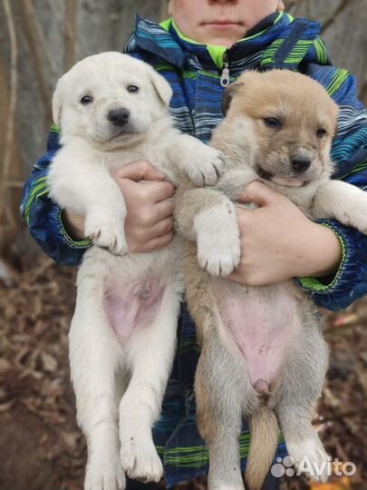 Щенки в добрые руки