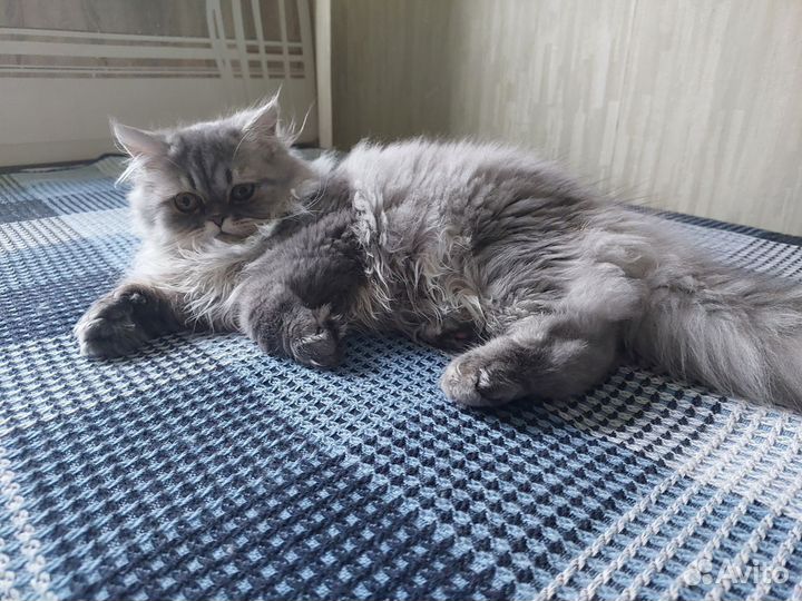 Персидская кошечка