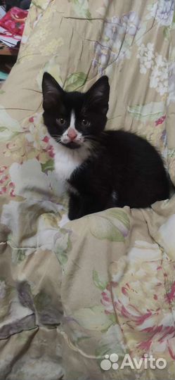 Котенок в дар бесплатно