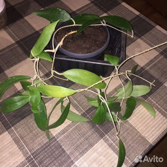 Хойя красиво-цветущая Sarawak 97002 GPS10073