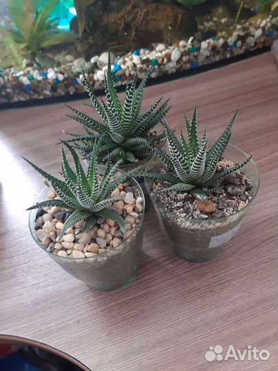 Хавортия полосатая суккулент