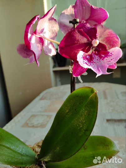 Орхидея фаленопсис биг лип
