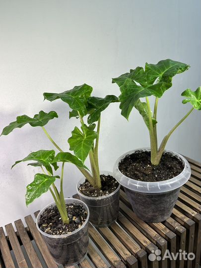 Алоказия Лоу Райдер