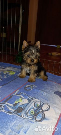 Йоркширский терьер щенки девочки и мальчики