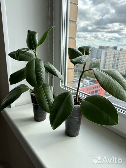 Фикус каучуконосный эластика