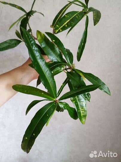 Кодиеум кротон голд фингер