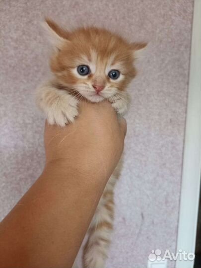 Котята от курильский бобтейл