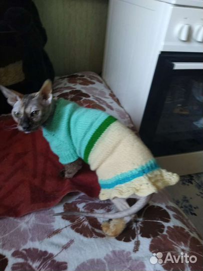 Платье для кошки. Разные