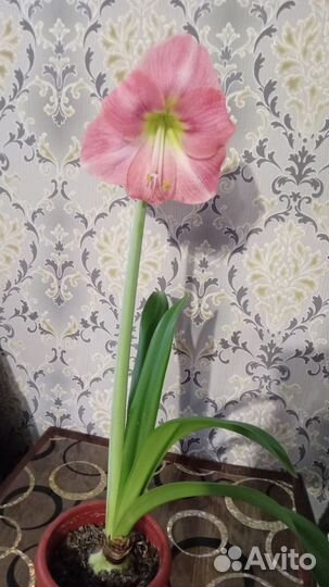 Гиппеаструм