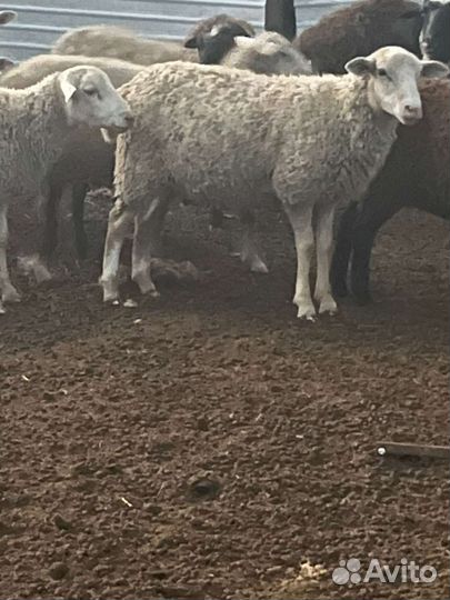 Бараны на племя