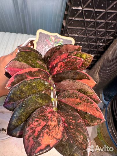 Замиокулькас вариегатный