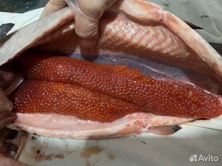 Форель свежая