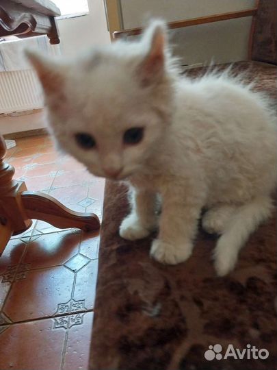 Котики силкерк рекс бесплатно в добрые руки