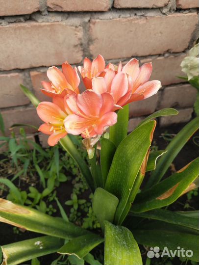 Кливия красная