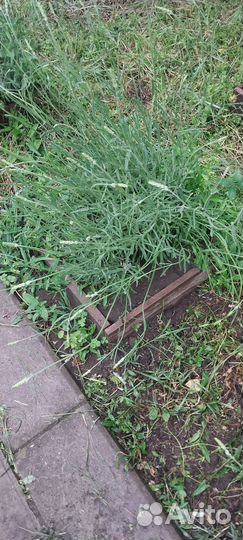 Лаванда серебристая