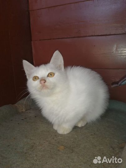 Кошка в дар бесплатно