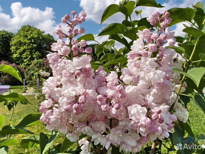 Сирень обыкновенная красавица москвы