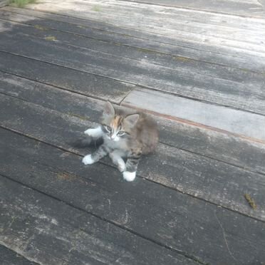 Котёнок в добрые руки