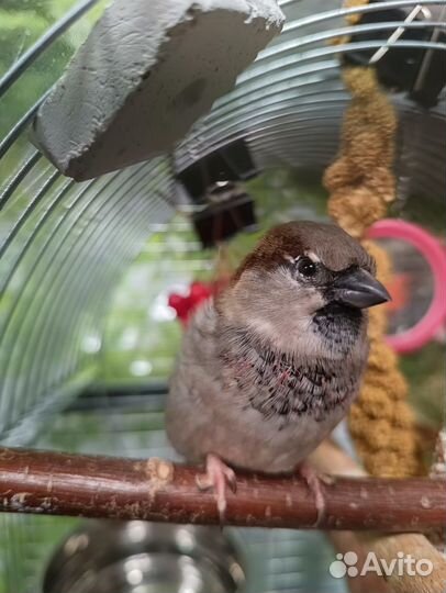 Ищет пару воробей