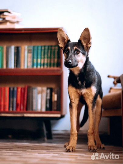 Щенок-подросток 8 мес