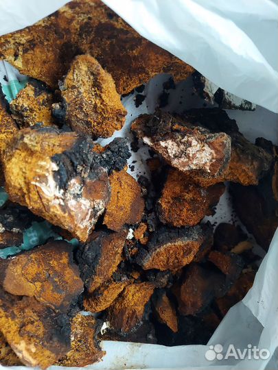 Чага свежая 2024