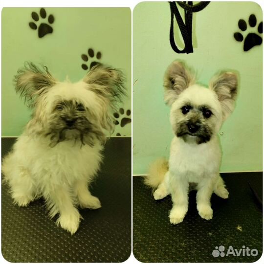 Стрижка собак и кошек(груминг)