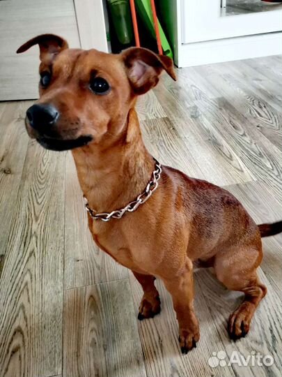 Собака вязка пинчер/джек рассел