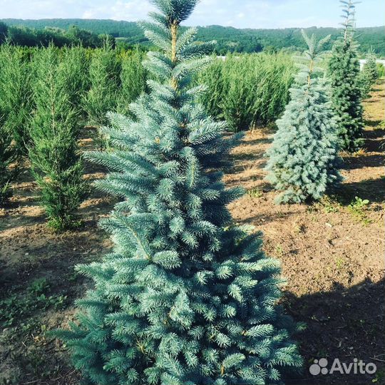 Ель голубая