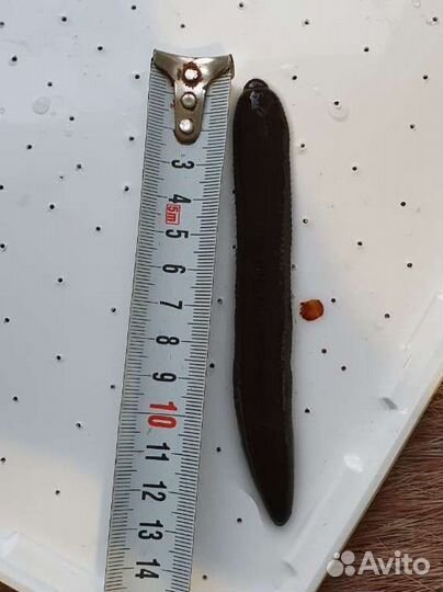 Сытая пиявка Пиявки для рыбалки