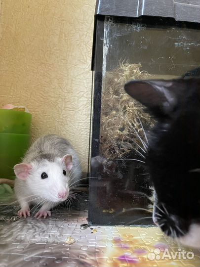 Крыса дамбо