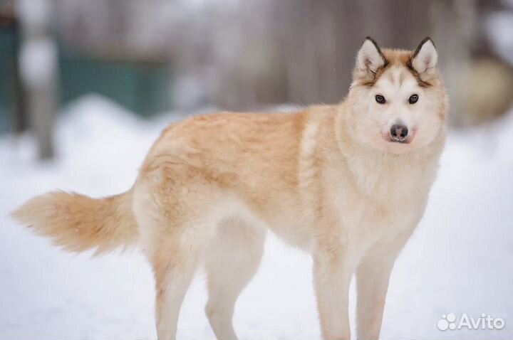 Особенная собака в добрые руки