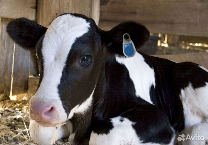 Телята бычки