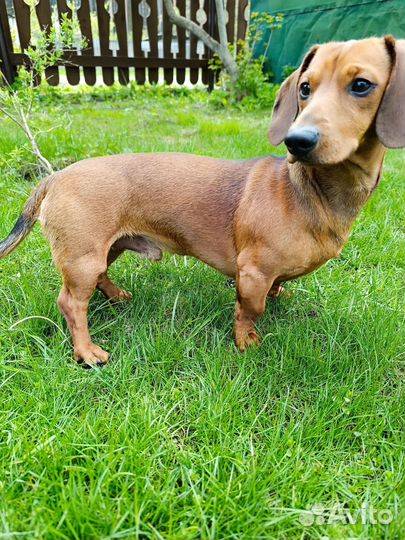 Мальчик такса ищет подружку