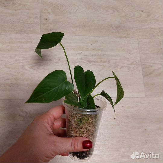 Антуриум андре