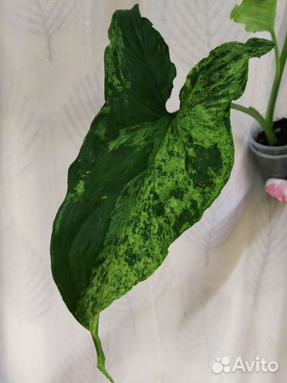 Сингониум Mottled Arrowhead