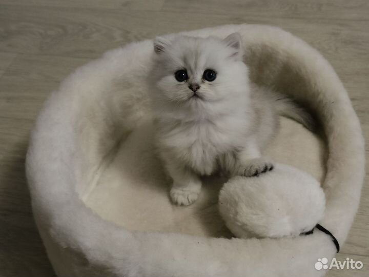 Британские котята серебристая шиншилла