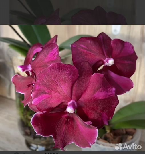 Орхидея фаленопсис