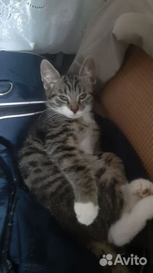 Котики бесплатно в добрые руки