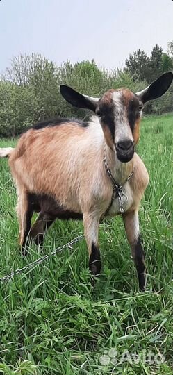 Альпийский козлик,козёл на вязку,козёл на обмен