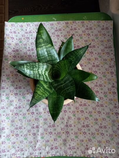 Сансевиерия